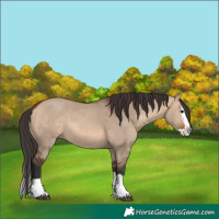 Horse Color:Bay Dun Splash 