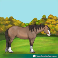 Horse Color:Bay Dun Splash 