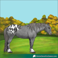 Horse Color:Black Appaloosa