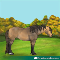 Horse Color:Buckskin 