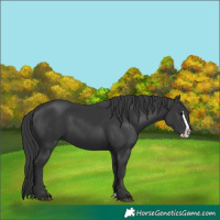 Horse Color:Black Splash