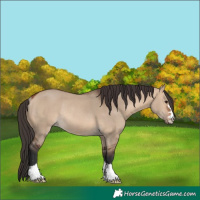 Horse Color:Bay Dun Rabicano 