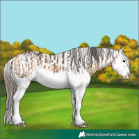 Horse Color:Buckskin Splash and Buckskin Splash