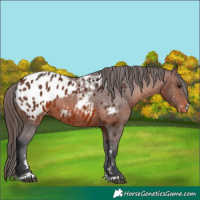 Horse Color:Brown Appaloosa 