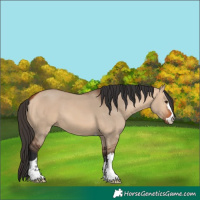 Horse Color:Bay Dun 