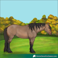 Horse Color:Bay Dun