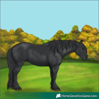 Horse Color:Black 