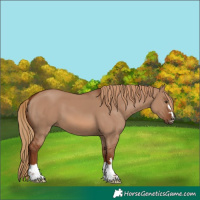 Horse Color:Red Dun 
