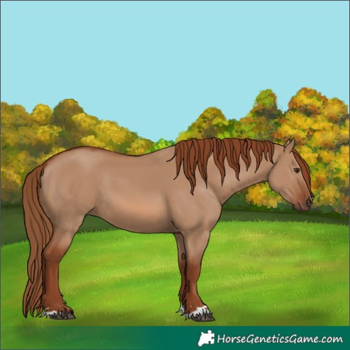 Horse Color:Red Dun