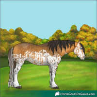 Horse Color:Buckskin Splash and Buckskin Splash