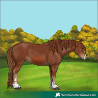 Horse Color:Chestnut 