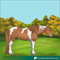 Horse Color:Chestnut Tobiano 
