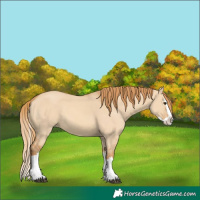 Horse Color:Red Dun Splash