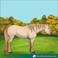 Horse Color:Red Dun 