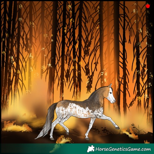 Horse Color:Buckskin Splash and Buckskin Splash