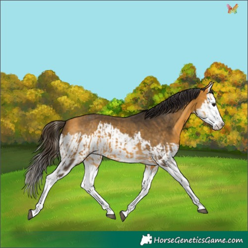 Horse Color:Buckskin Splash  and Buckskin Splash 