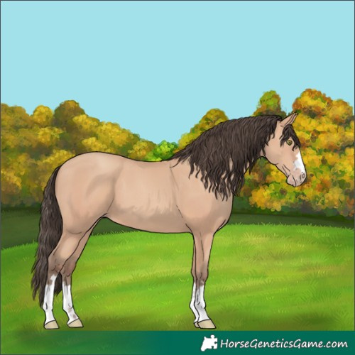 Horse Color:Amber Champagne 