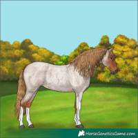 Horse Color:Gray Red Roan Tobiano 