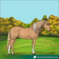 Horse Color:Chestnut Tobiano 