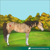 Horse Color:Buckskin Splash and Buckskin Dun Splash
