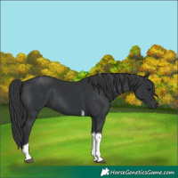 Horse Color:Black Tobiano 