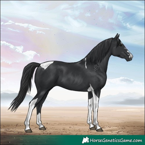 Horse Color:Black Tobiano 