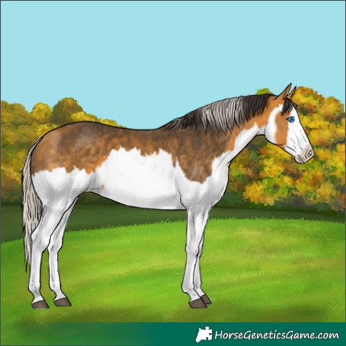 Horse Color:Buckskin Splash  and Silver Buckskin Splash 