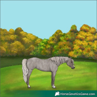 Horse Color:Silver Blue Roan 