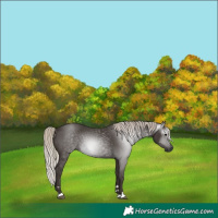 Horse Color:Gray Silver Black 