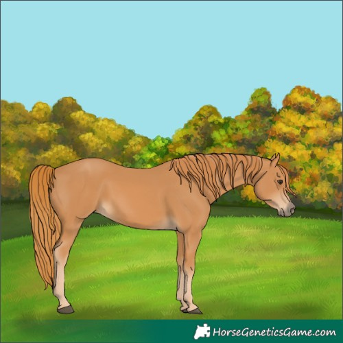 Horse Color:Chestnut 