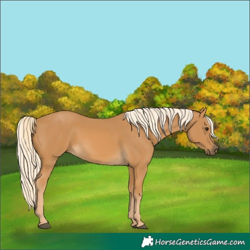 Horse Color:Palomino 