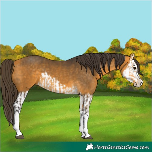 Horse Color:Buckskin Splash  and Buckskin Splash 