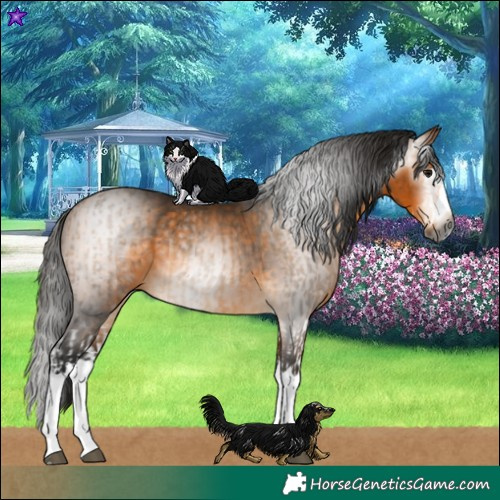 Horse Color:Gray Buckskin Splash  and Gray Buckskin Splash 