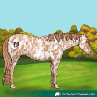 Horse Color:Gold Champagne Appaloosa  and Gold Champagne Appaloosa 