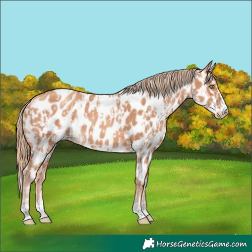 Horse Color:Gold Champagne Leopard  and Gold Champagne Near Leopard 