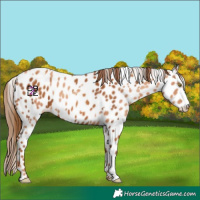 Horse Color:Gold Champagne Appaloosa  and Gray Gold Champagne Appaloosa 