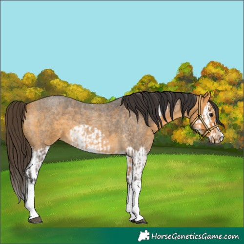 Horse Color:Buckskin Roan Splash  and Buckskin Roan Splash Frame 