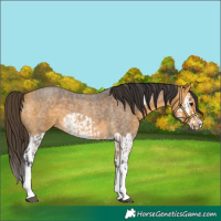 Horse Color:Buckskin Roan Splash and Buckskin Roan Splash Frame