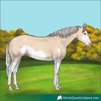 Horse Color:Silver Classic Champagne Dun Splash Frame 