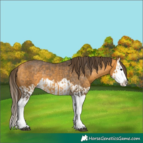 Horse Color:Unknown 