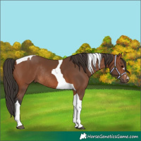 Horse Color:Bay Tobiano Rabicano 