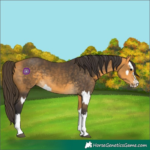 Horse Color:Buckskin Splash and Buckskin Splash Rabicano