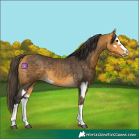 Horse Color:Buckskin Splash  and Buckskin Splash Rabicano 