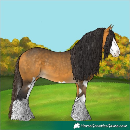 Horse Color:Buckskin Splash and Buckskin Splash