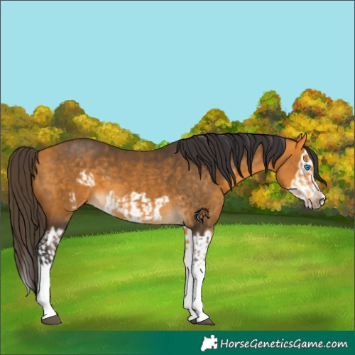 Horse Color:Buckskin Splash  and Buckskin Splash Frame 