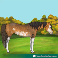 Horse Color:Buckskin Splash and Buckskin Splash Frame