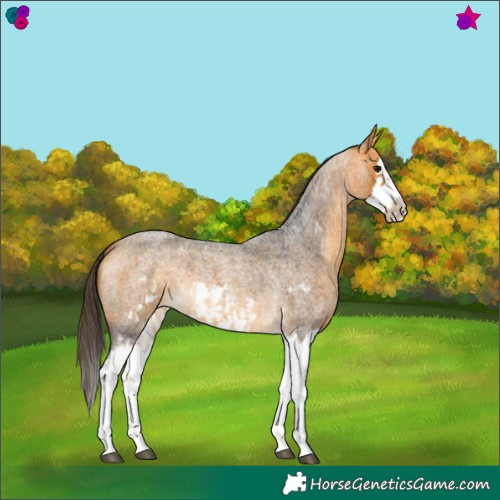 Horse Color:Buckskin Roan Splash  and Buckskin Roan Splash Frame 