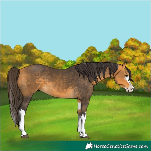 Horse Color:Buckskin Splash  and Buckskin Splash 