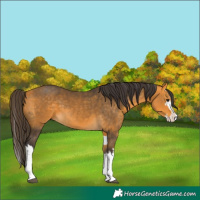 Horse Color:Buckskin Splash and Buckskin Splash