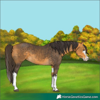 Horse Color:Buckskin Splash  and Buckskin Splash 